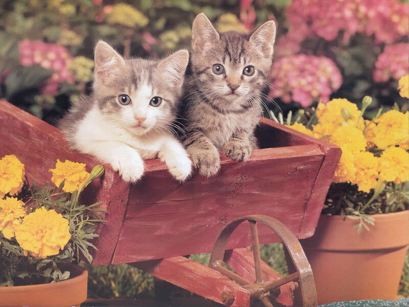 Two Kittens in a Cart — Red