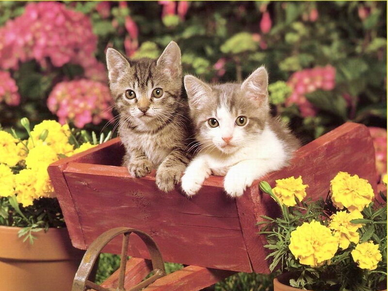 Two Kittens in a Cart