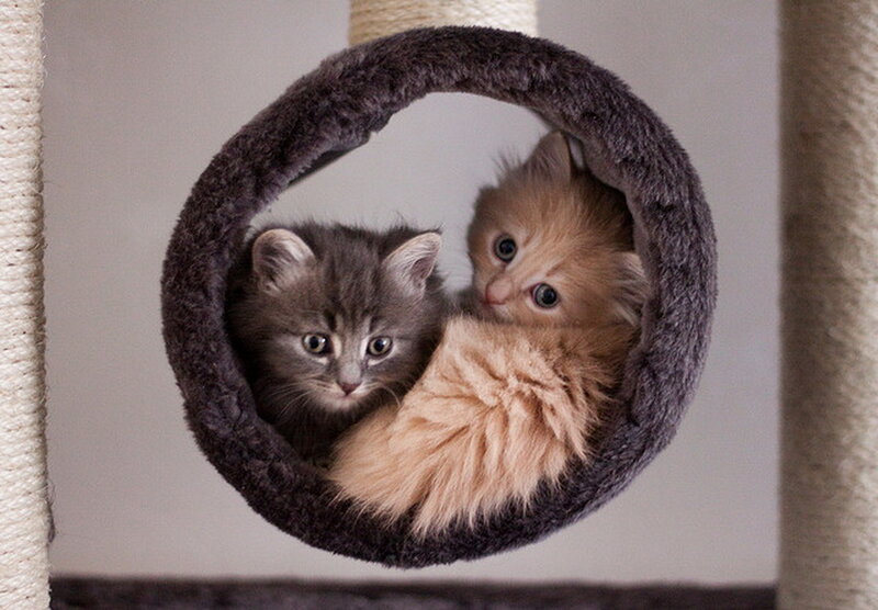 Two Kittens in a Cat Bed