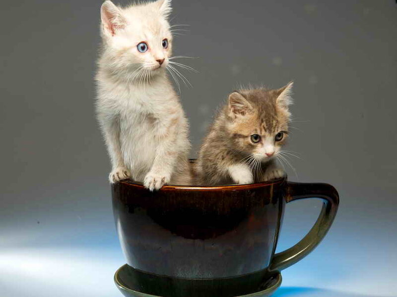 Two Kittens in a Cup — Brown