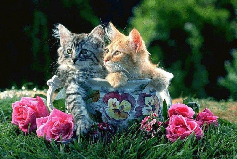 Two Kittens in a Cup — Green