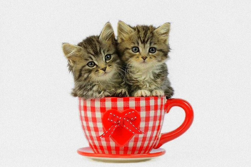 Two Kittens in a Cup — Red, Cute