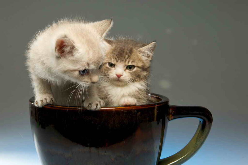 Two Kittens in a Cup