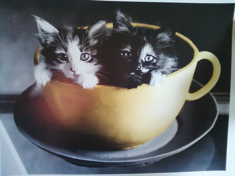 Two Kittens in a Cup — Yellow
