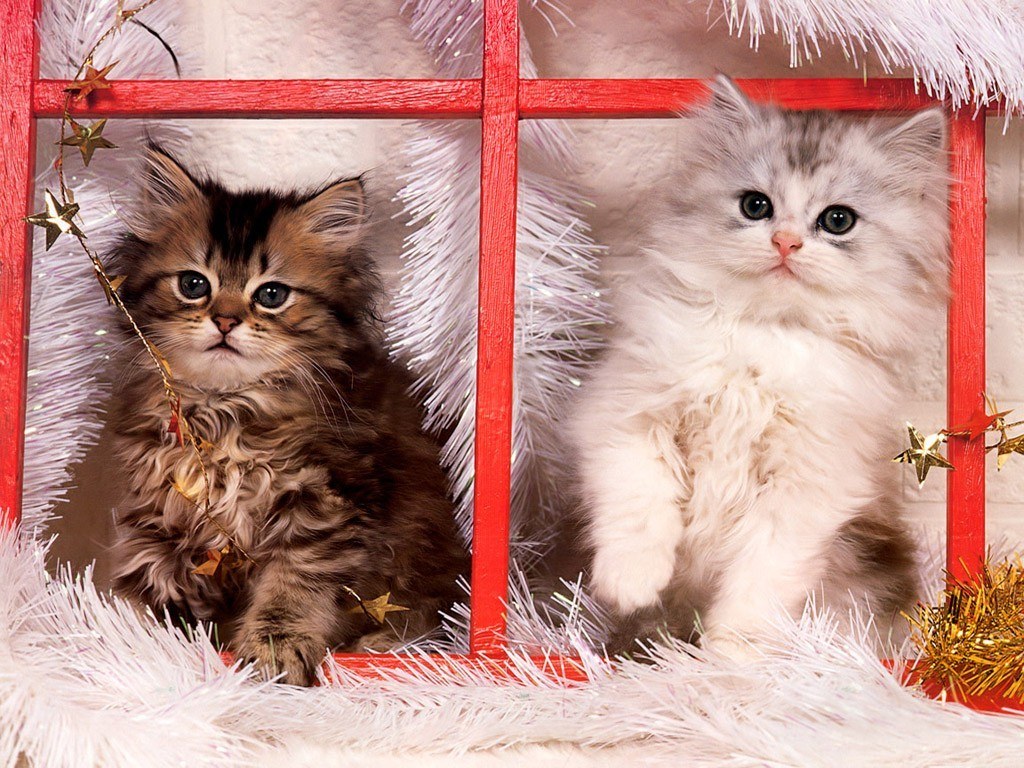 Two kittens in a festive frame