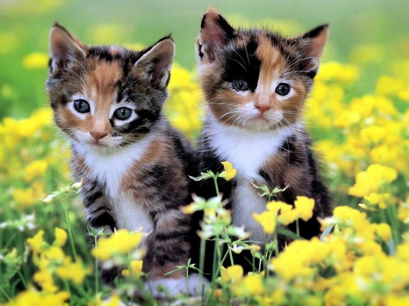Two kittens in a field of flowers