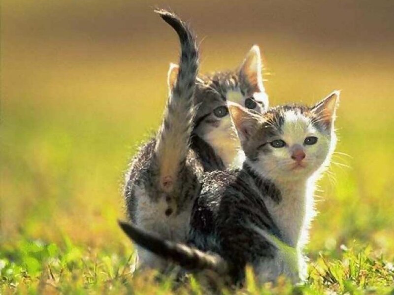 two kittens in a field