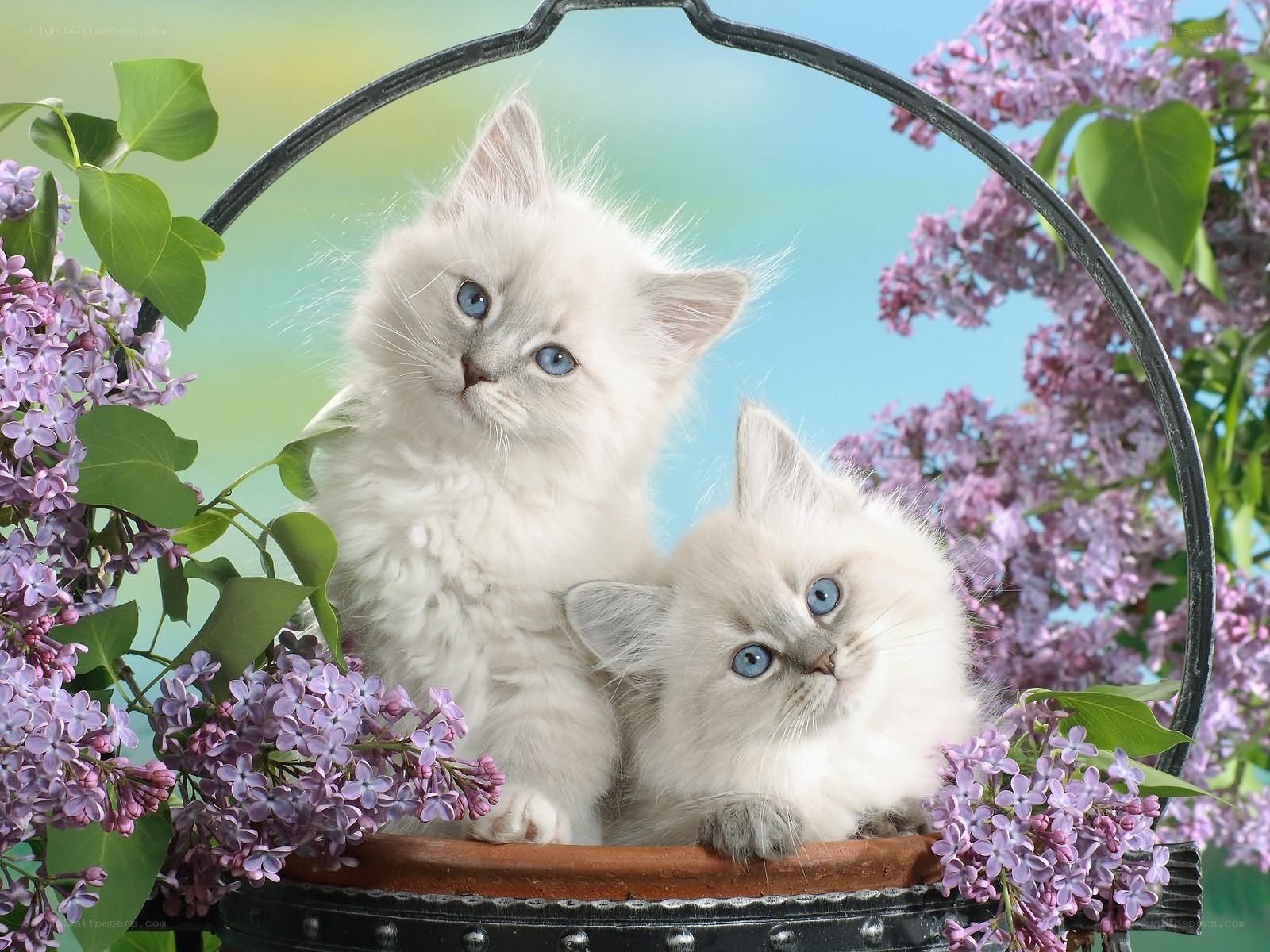 Two kittens in a flower basket