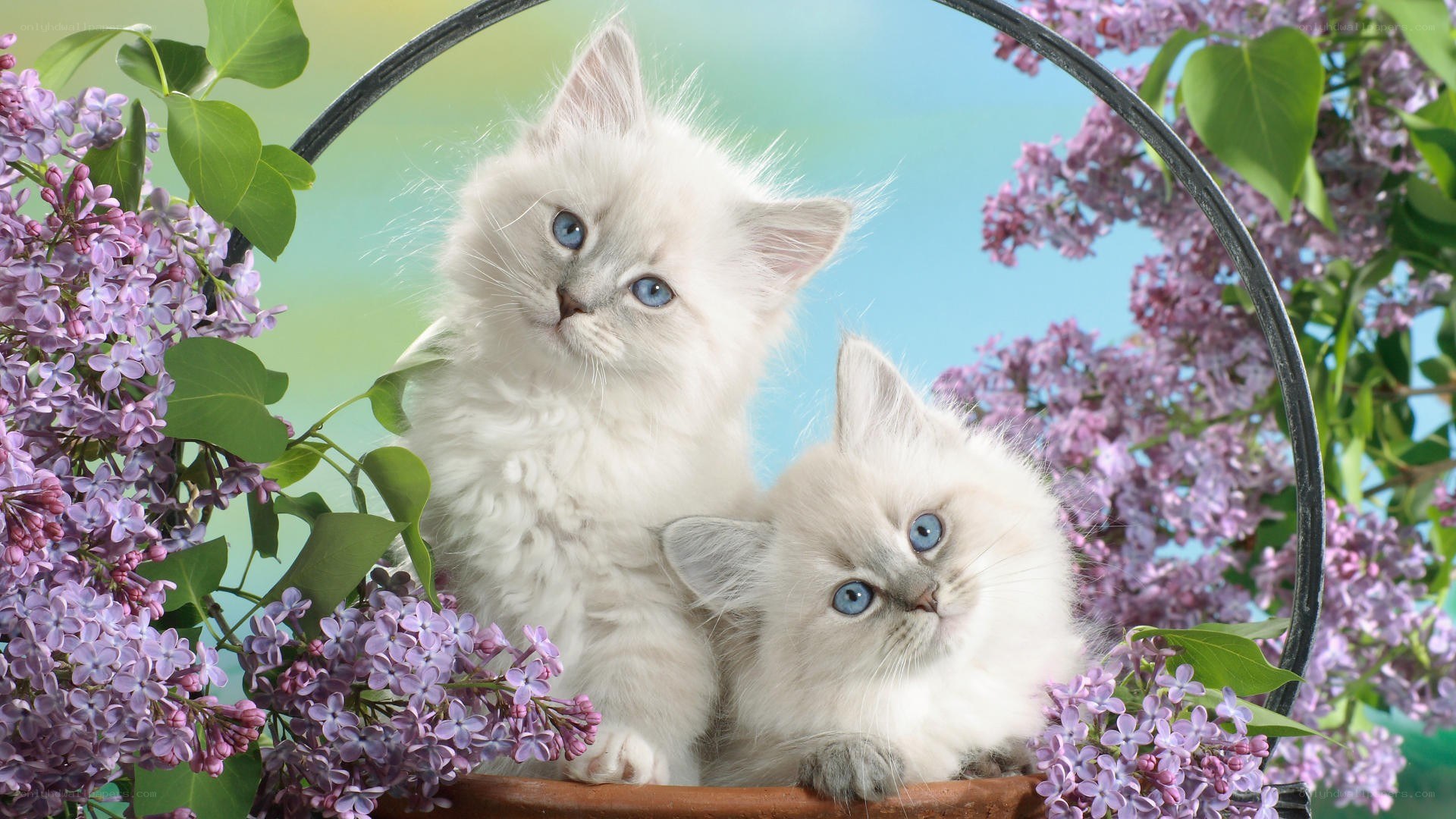 Two kittens in a flower basket