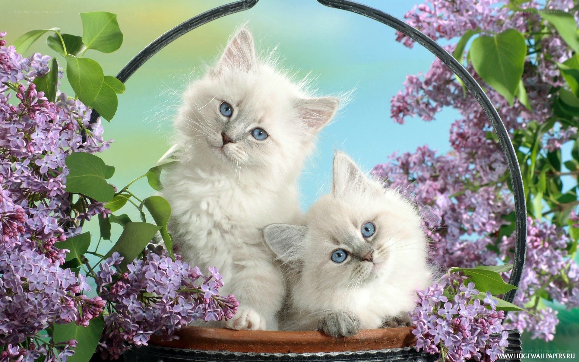 Two kittens in a flower basket