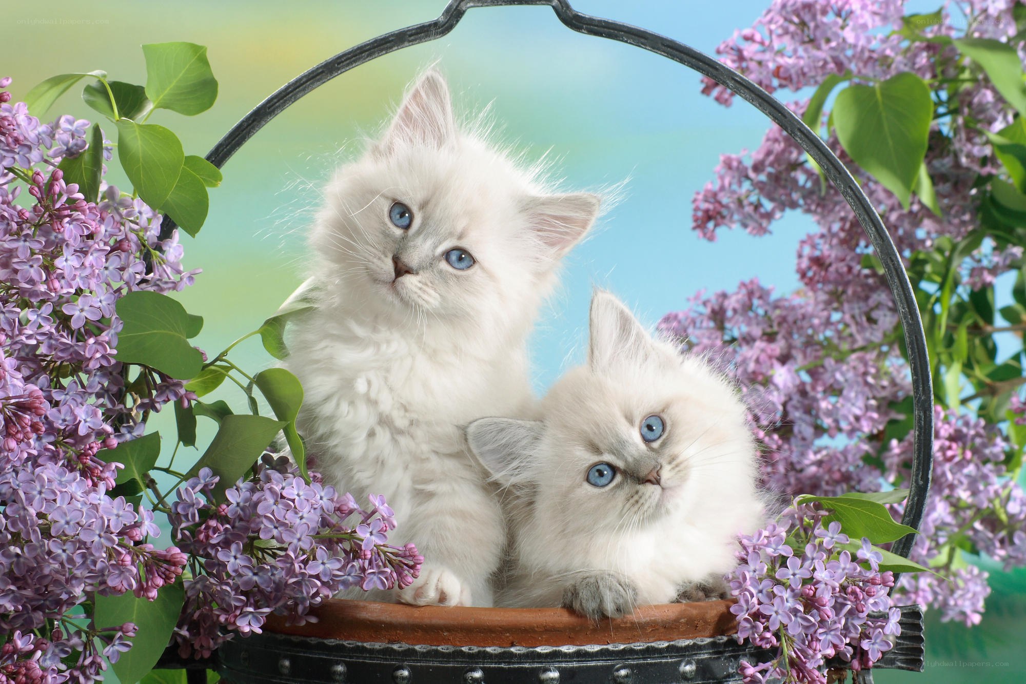 Two kittens in a flower basket