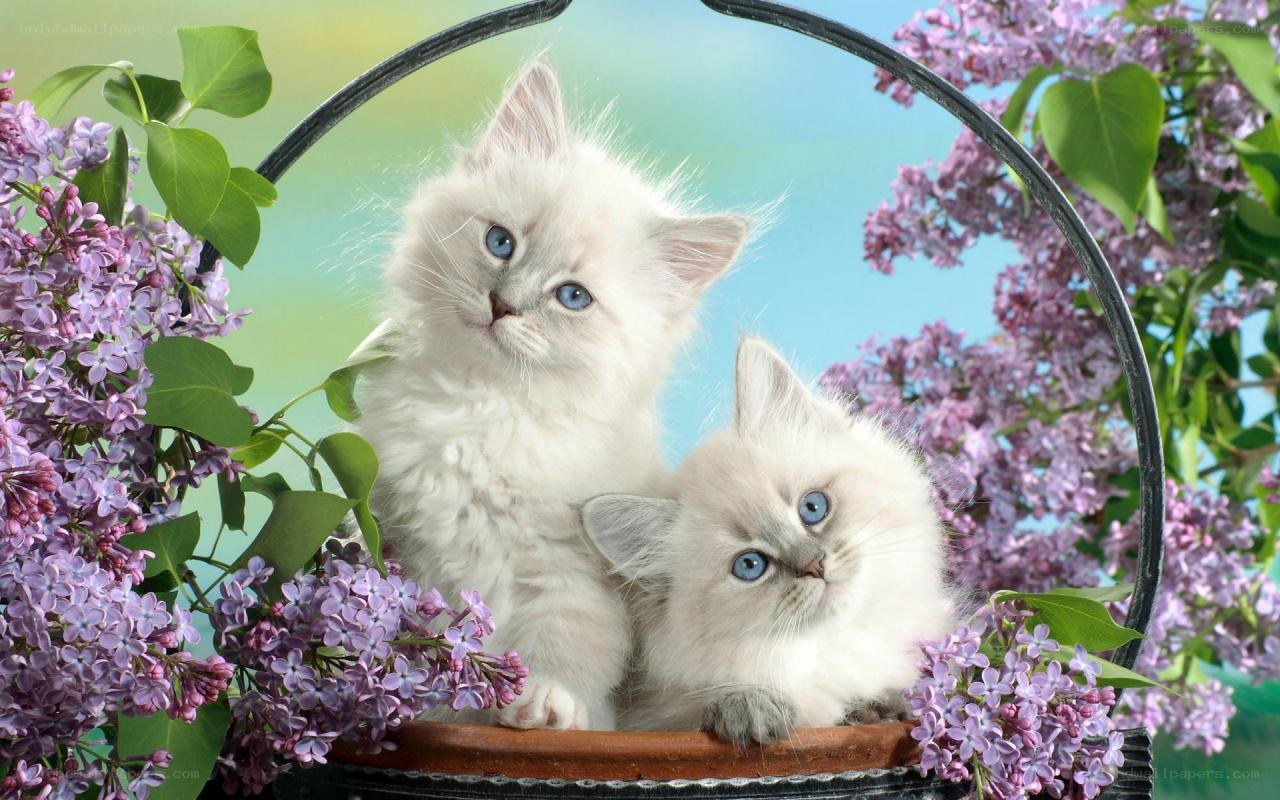 Two kittens in a flower basket