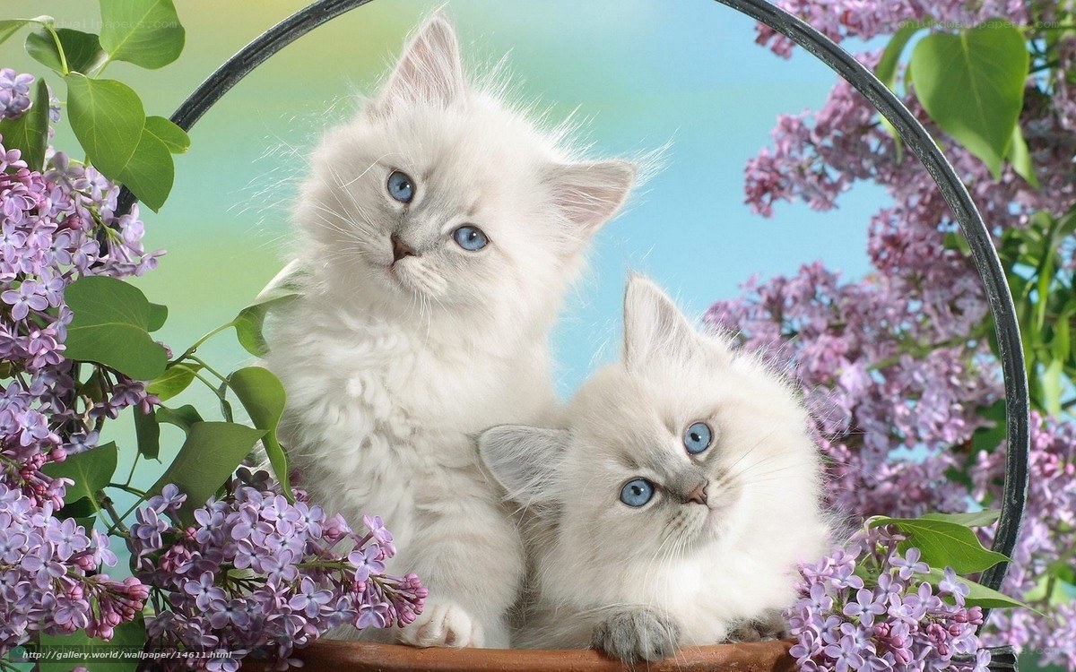 Two kittens in a flower basket