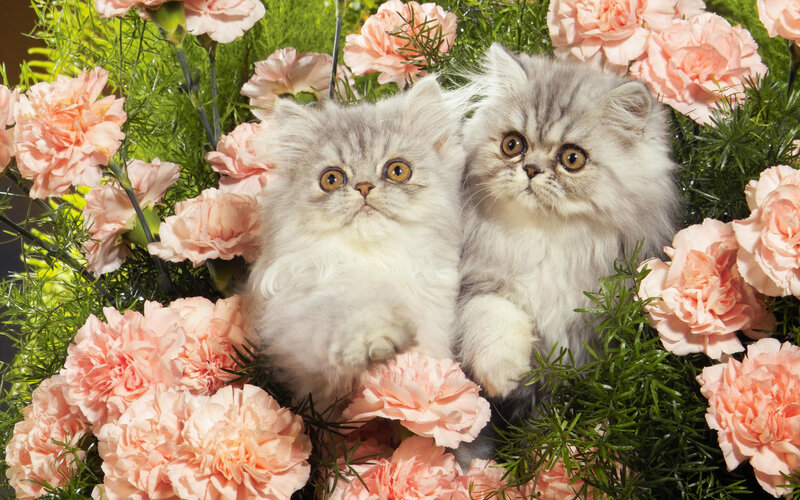 Two kittens in a flower bed