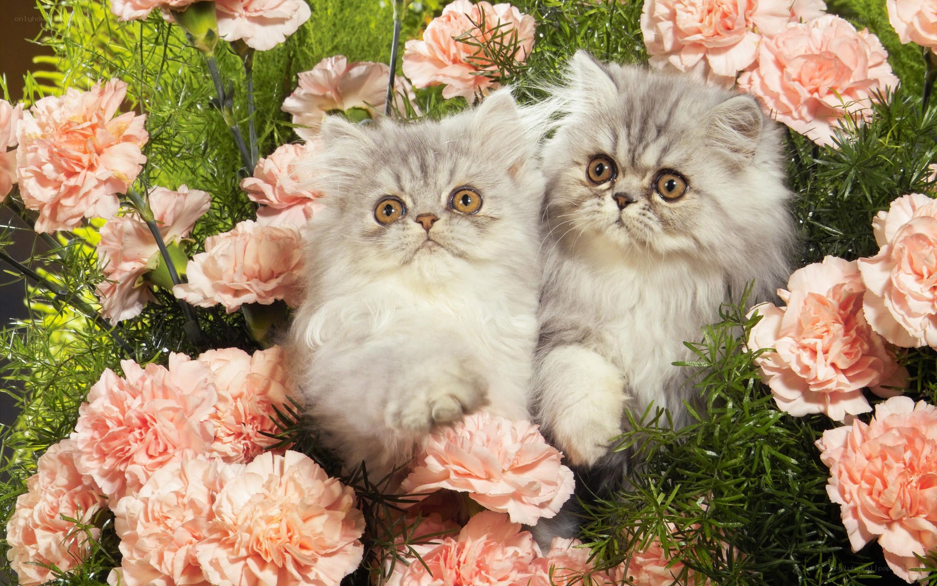 Two kittens in a flower bed