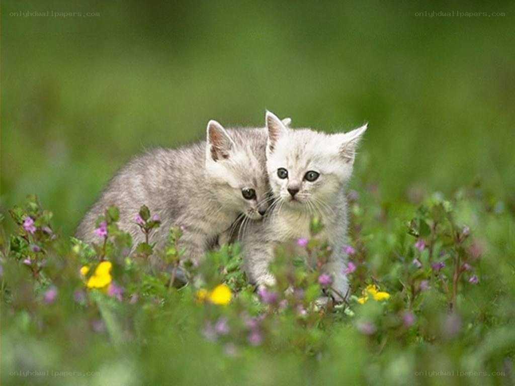 Two kittens in a flower field