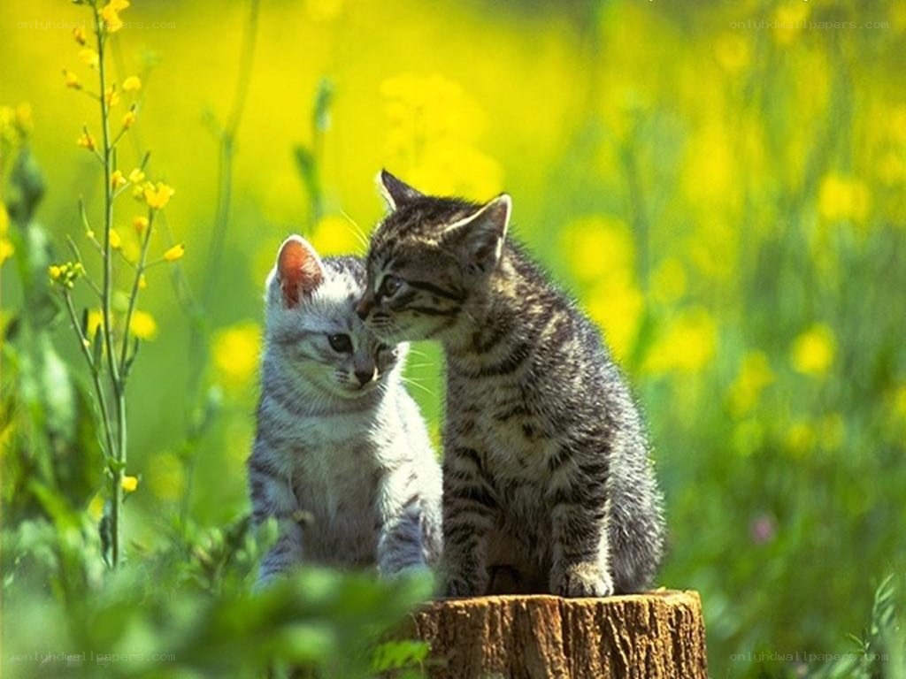 Two kittens in a flower field