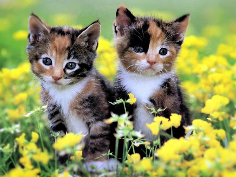 two kittens in a flower field