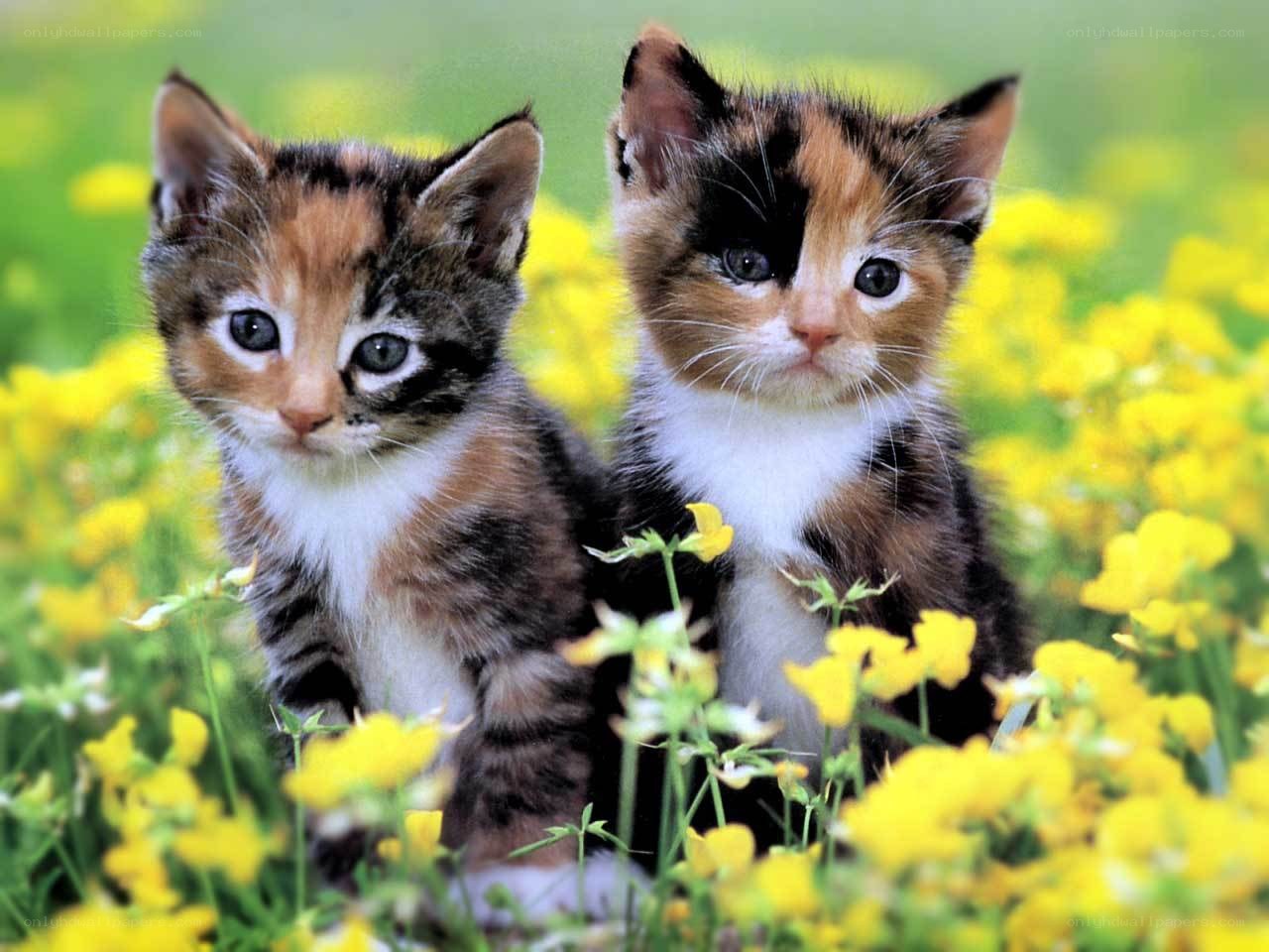 two kittens in a flower field