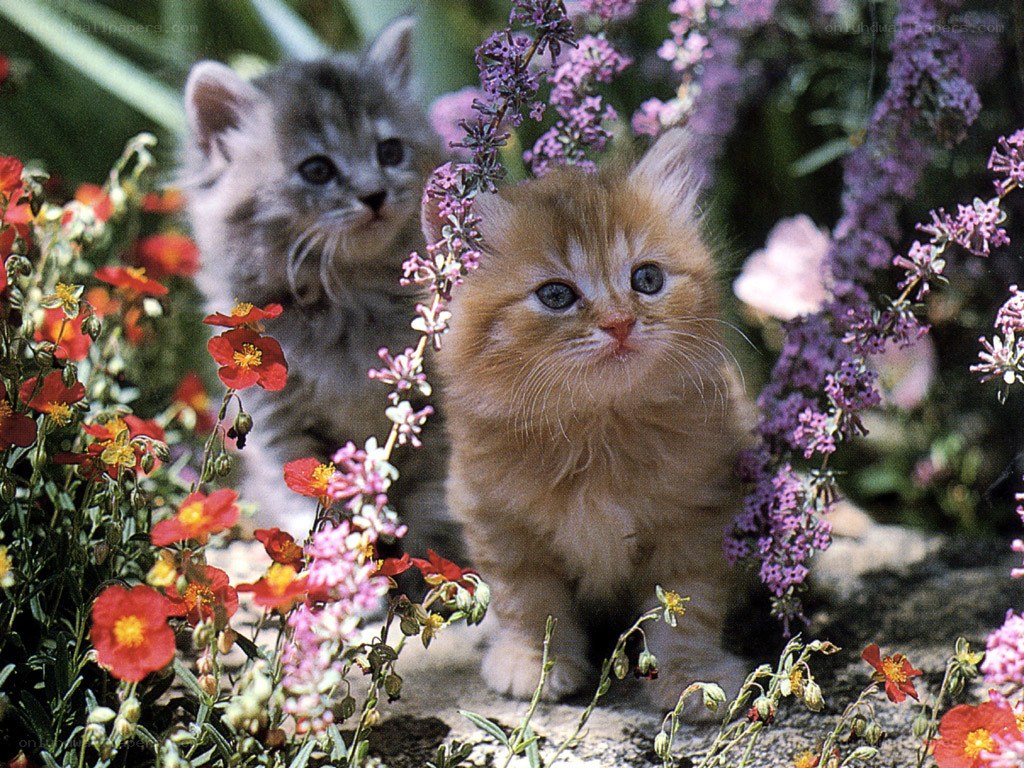Two kittens in a flower garden