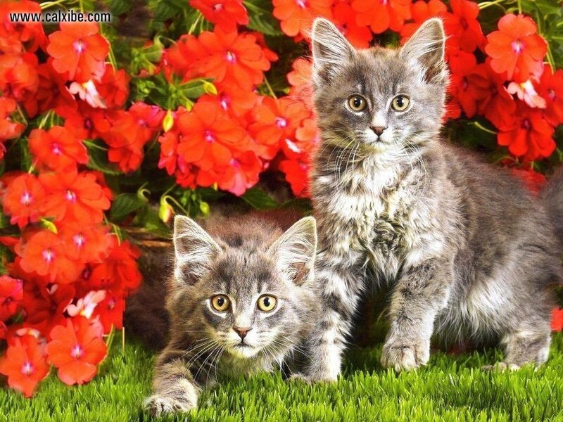 Two kittens in a flower garden
