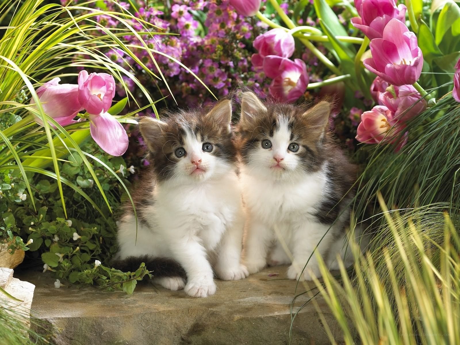 Two kittens in a flower garden