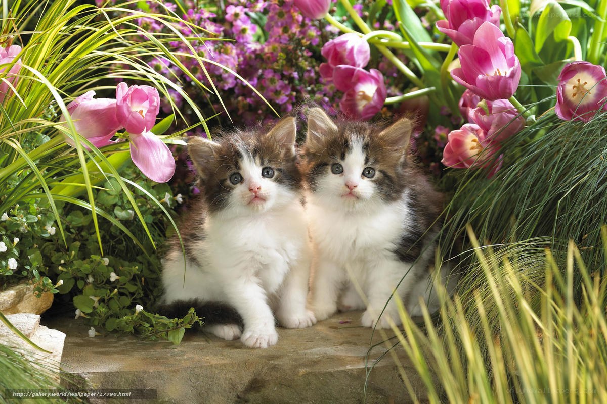 Two kittens in a flower garden