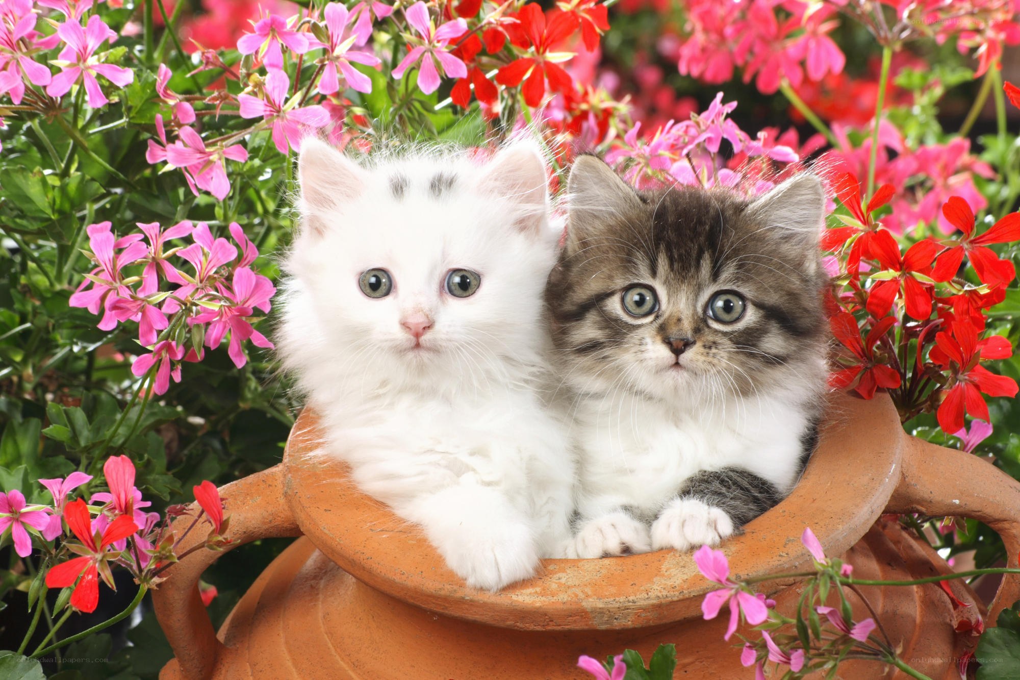 Two kittens in a flower pot