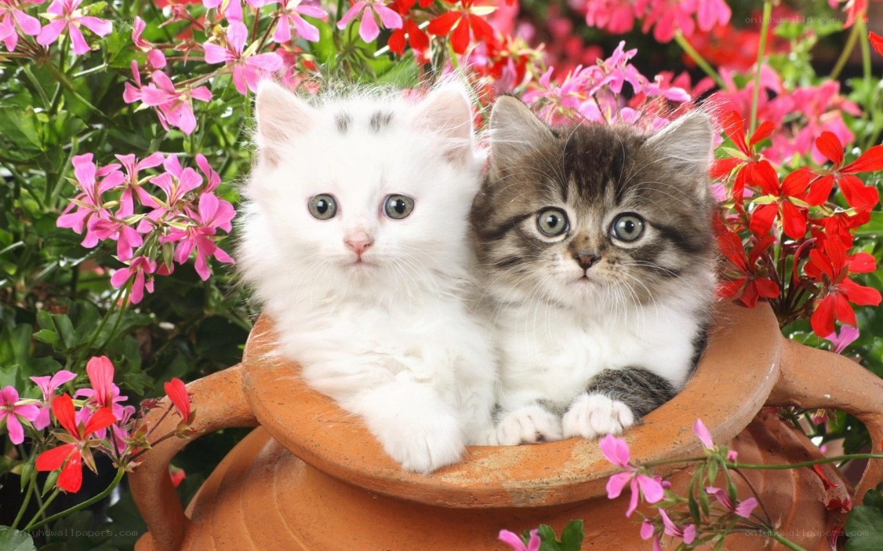 Two kittens in a flower pot