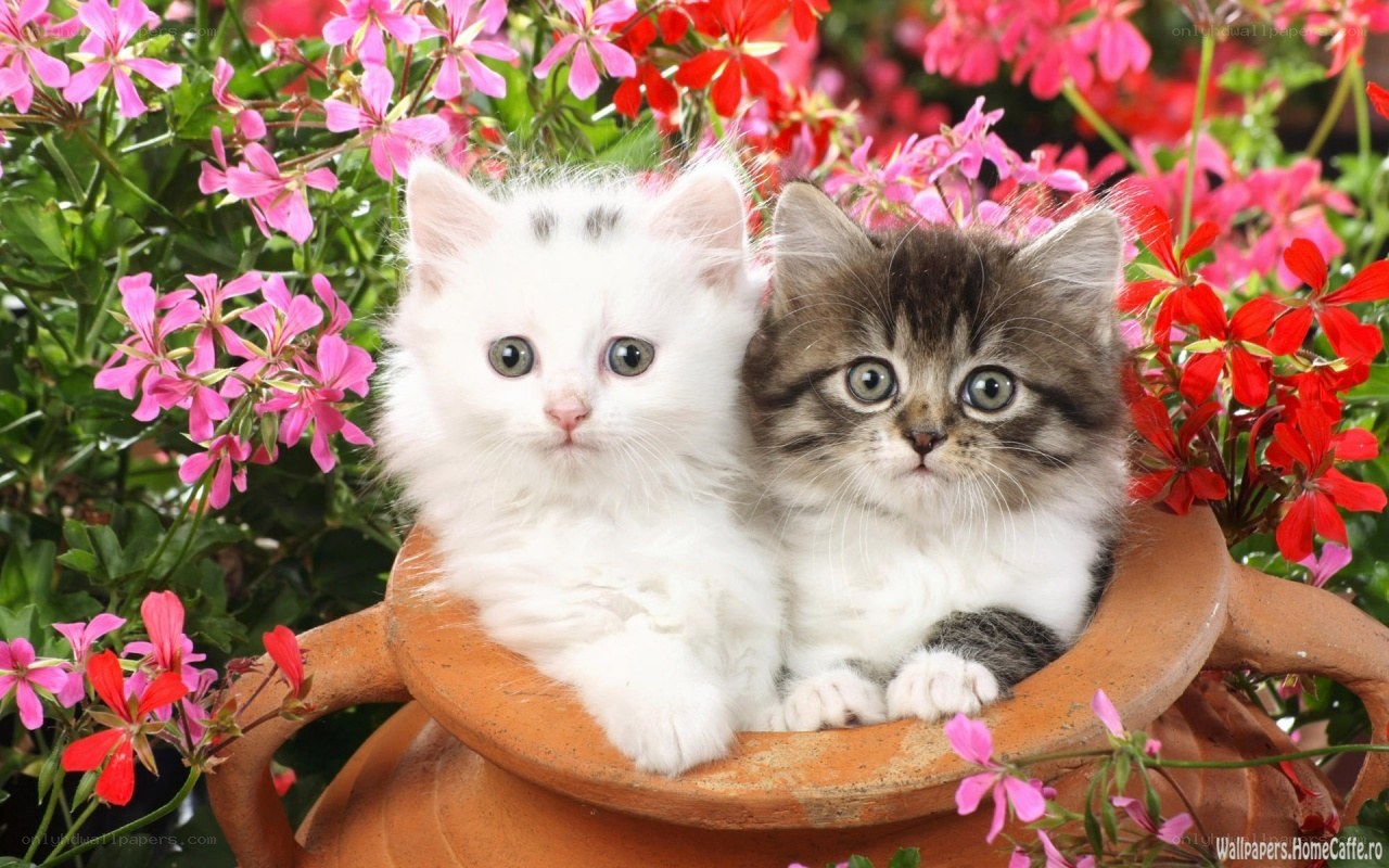 Two kittens in a flower pot