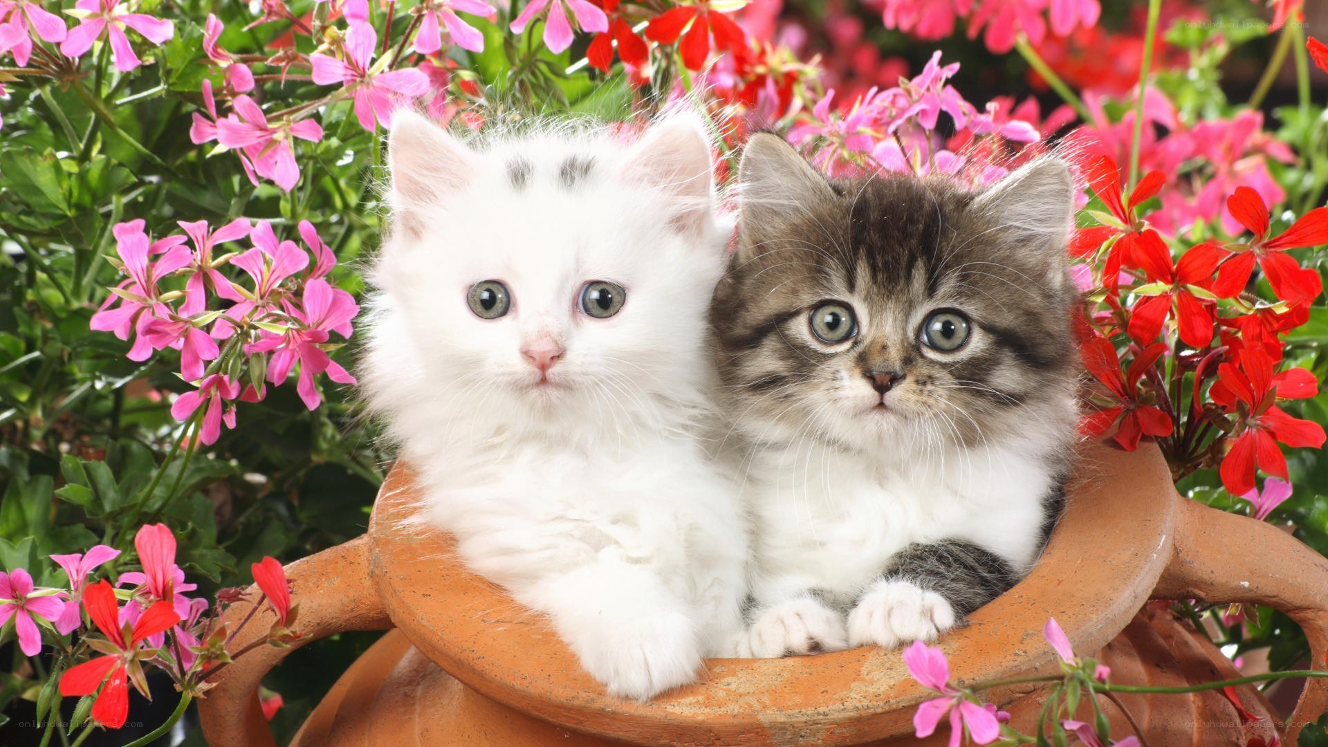 Two kittens in a flower pot