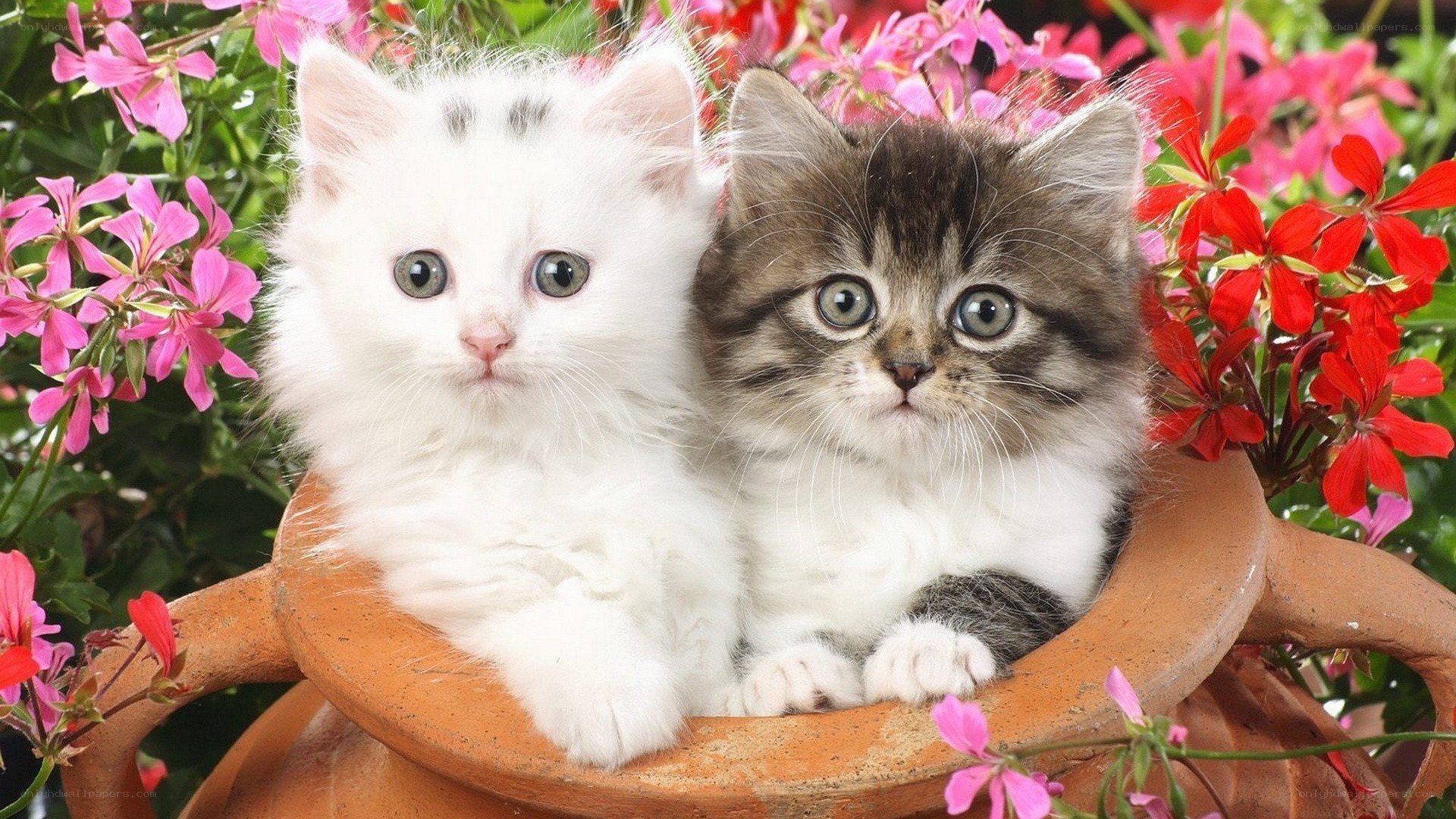 two kittens in a flower pot