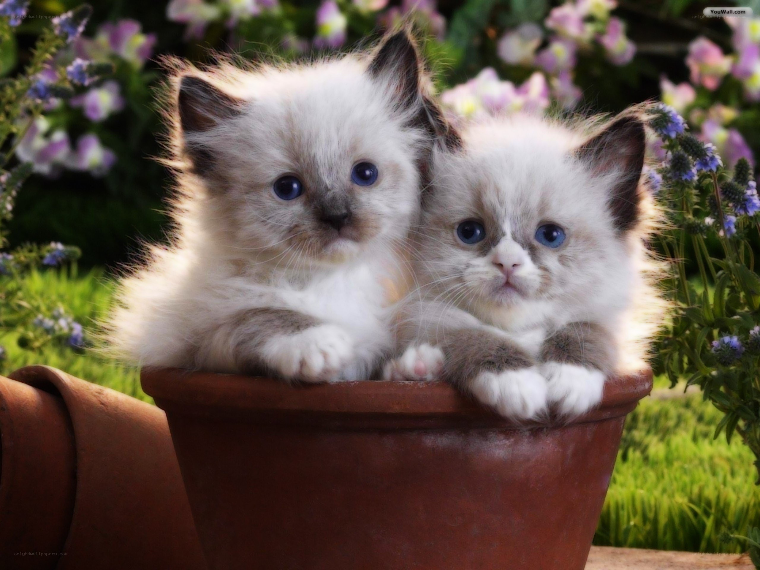 Two kittens in a flower pot