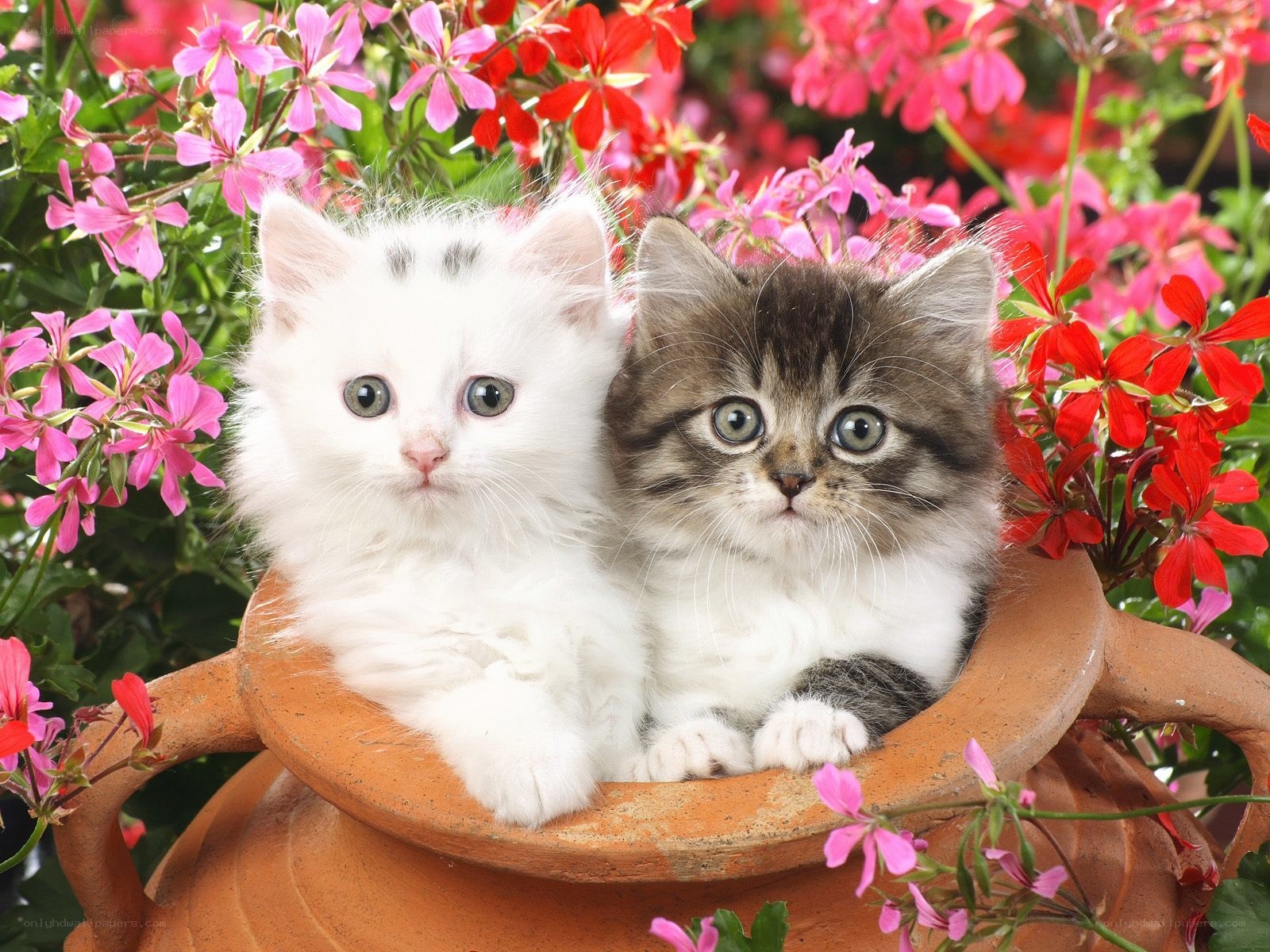 Two kittens in a flower pot