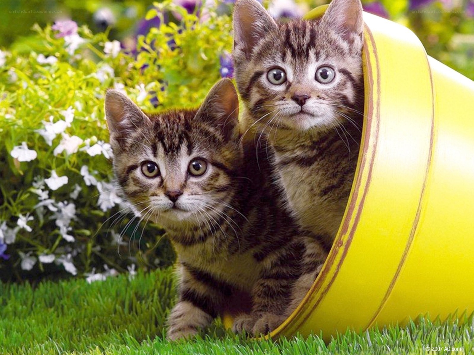Two kittens in a flower pot