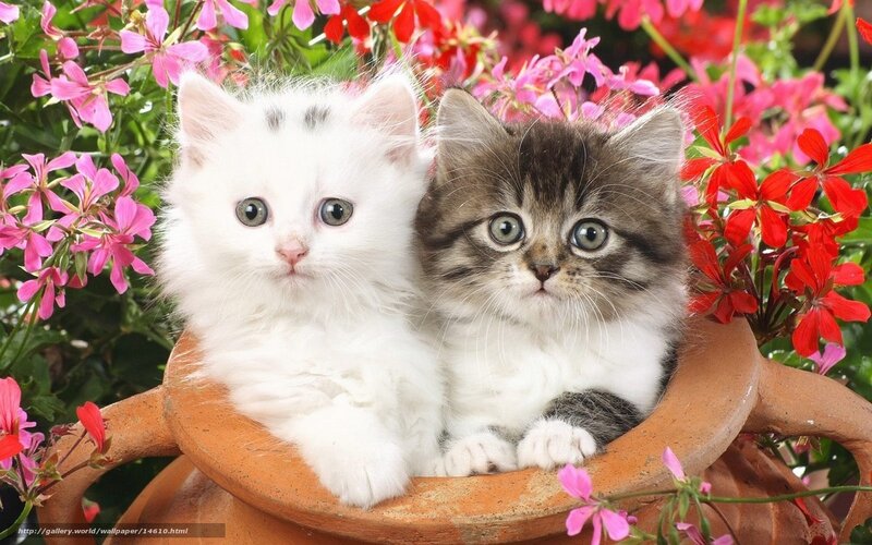 Two kittens in a flower pot