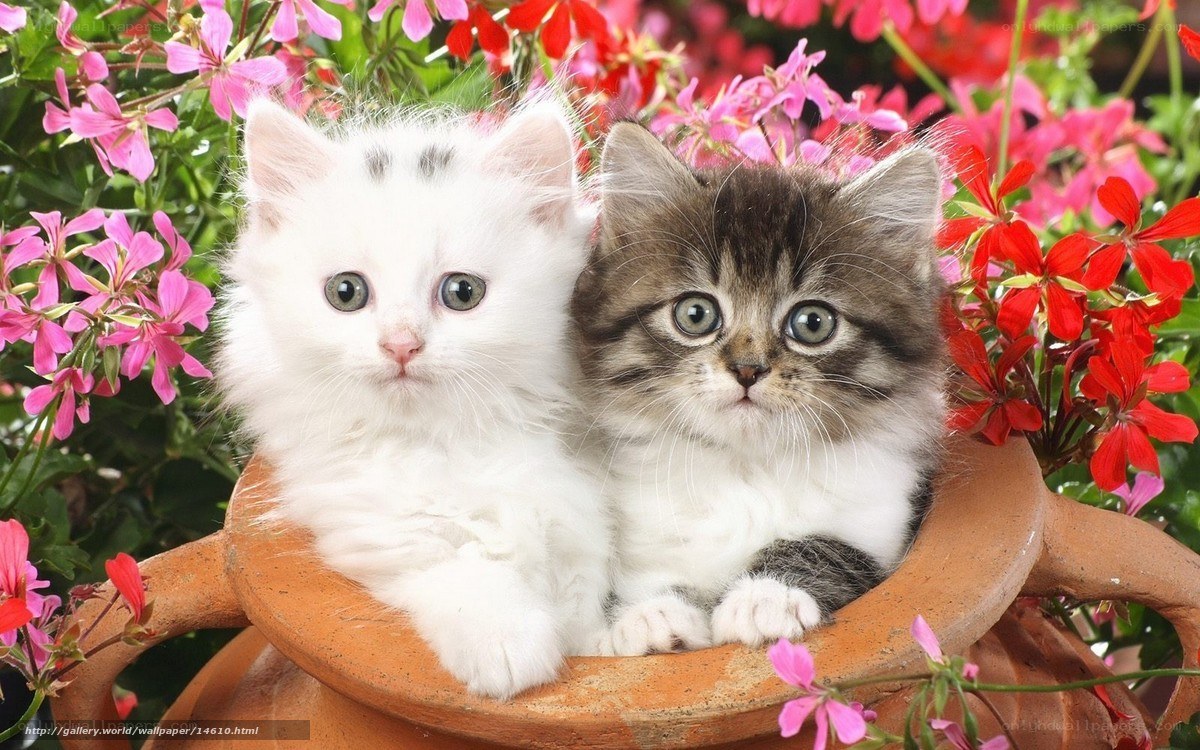 Two kittens in a flower pot