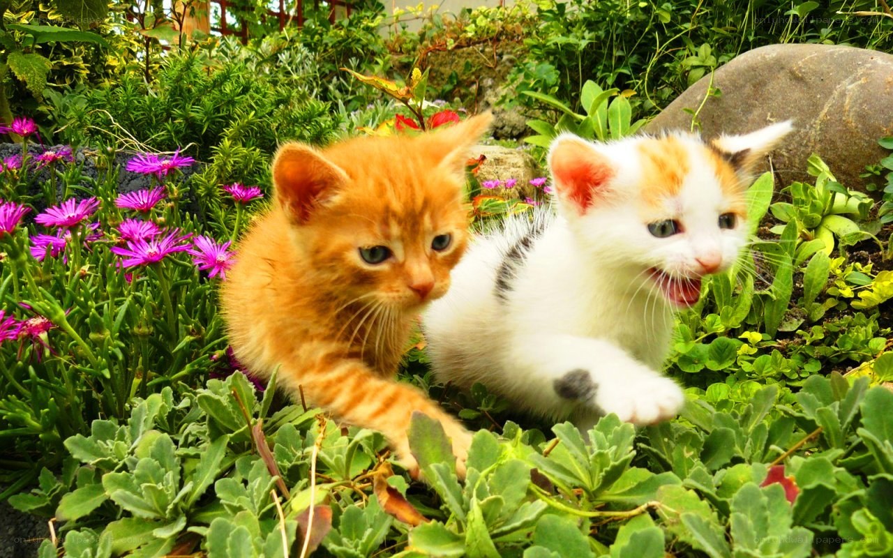 Two kittens in a garden
