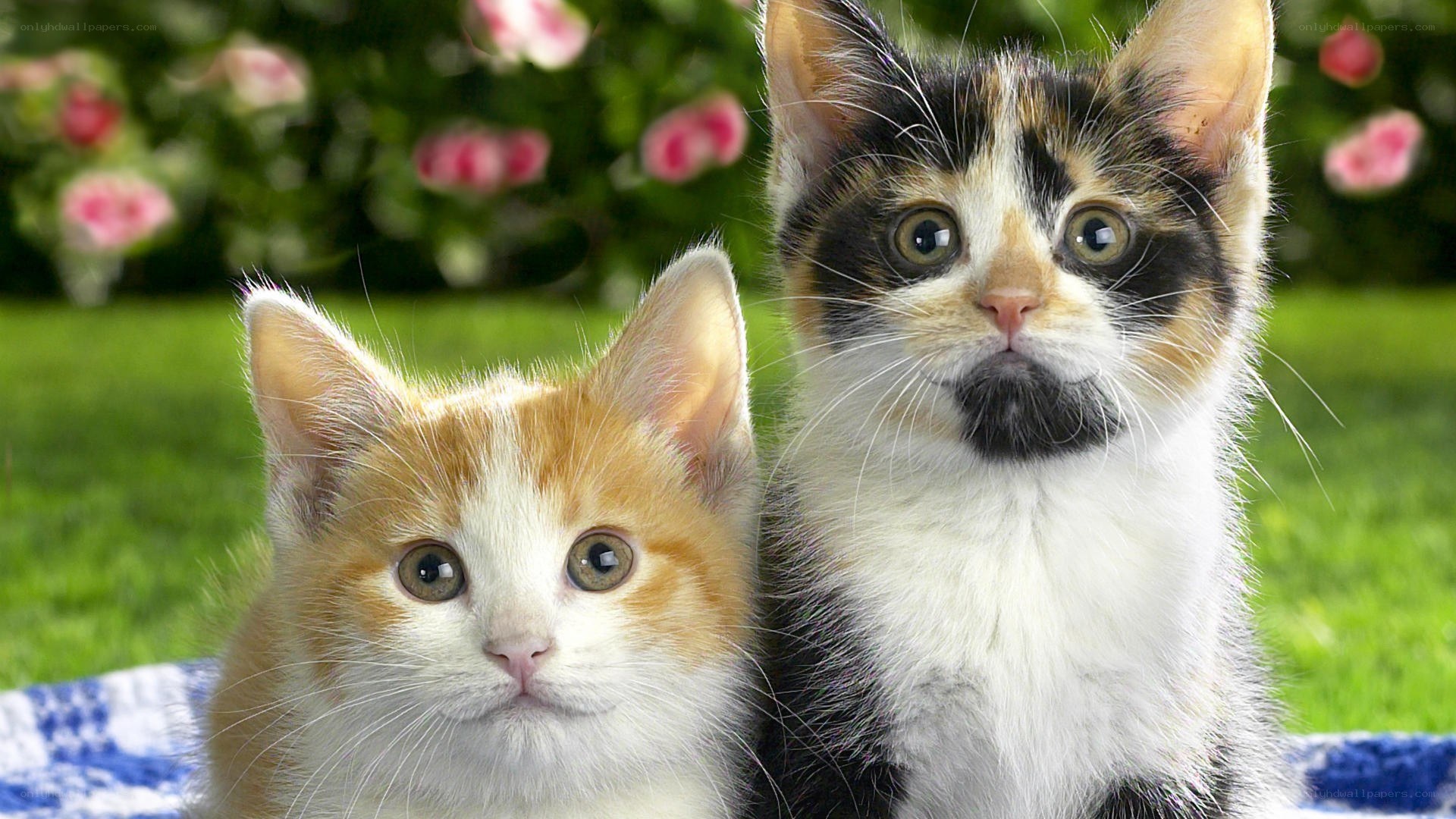 Two kittens in a garden