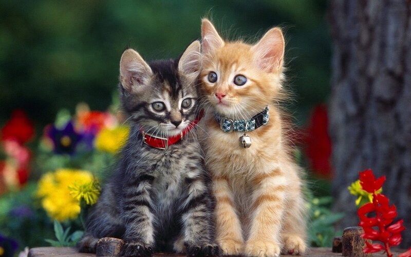 two kittens in a garden