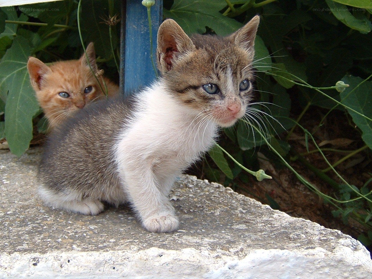 Two kittens in a garden