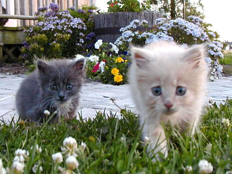 Two kittens in a garden