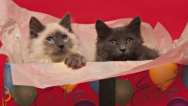 Two kittens in a gift box