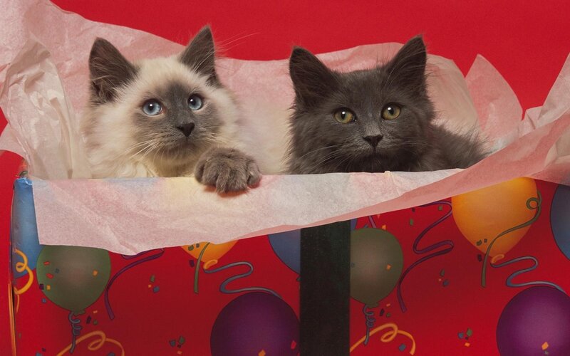 Two kittens in a gift box