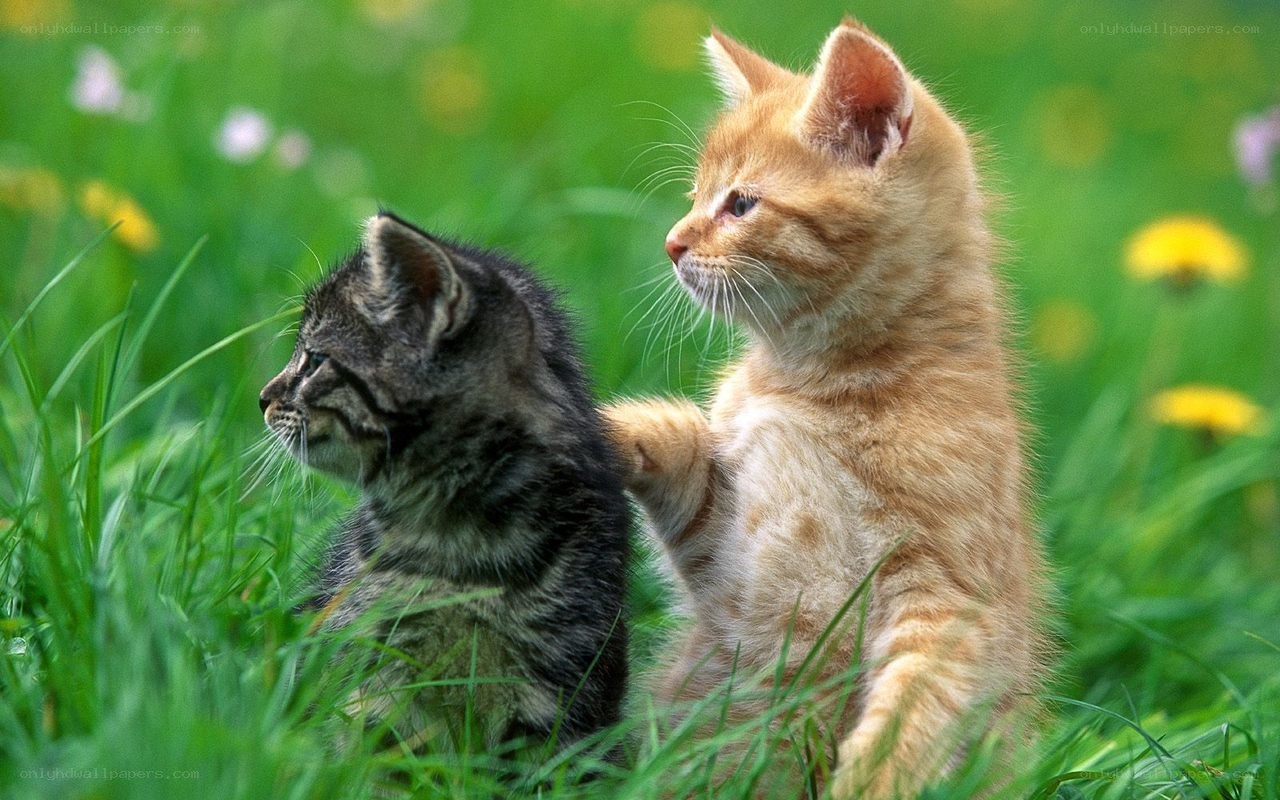 Two kittens in a grassy field
