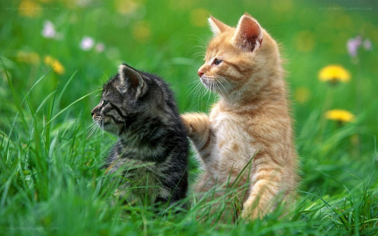 Two kittens in a grassy field