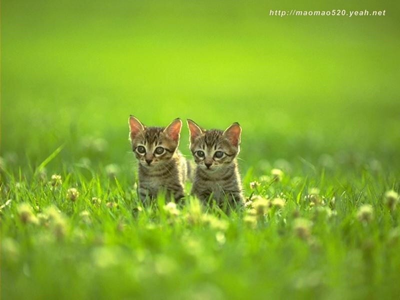 Two kittens in a grassy field