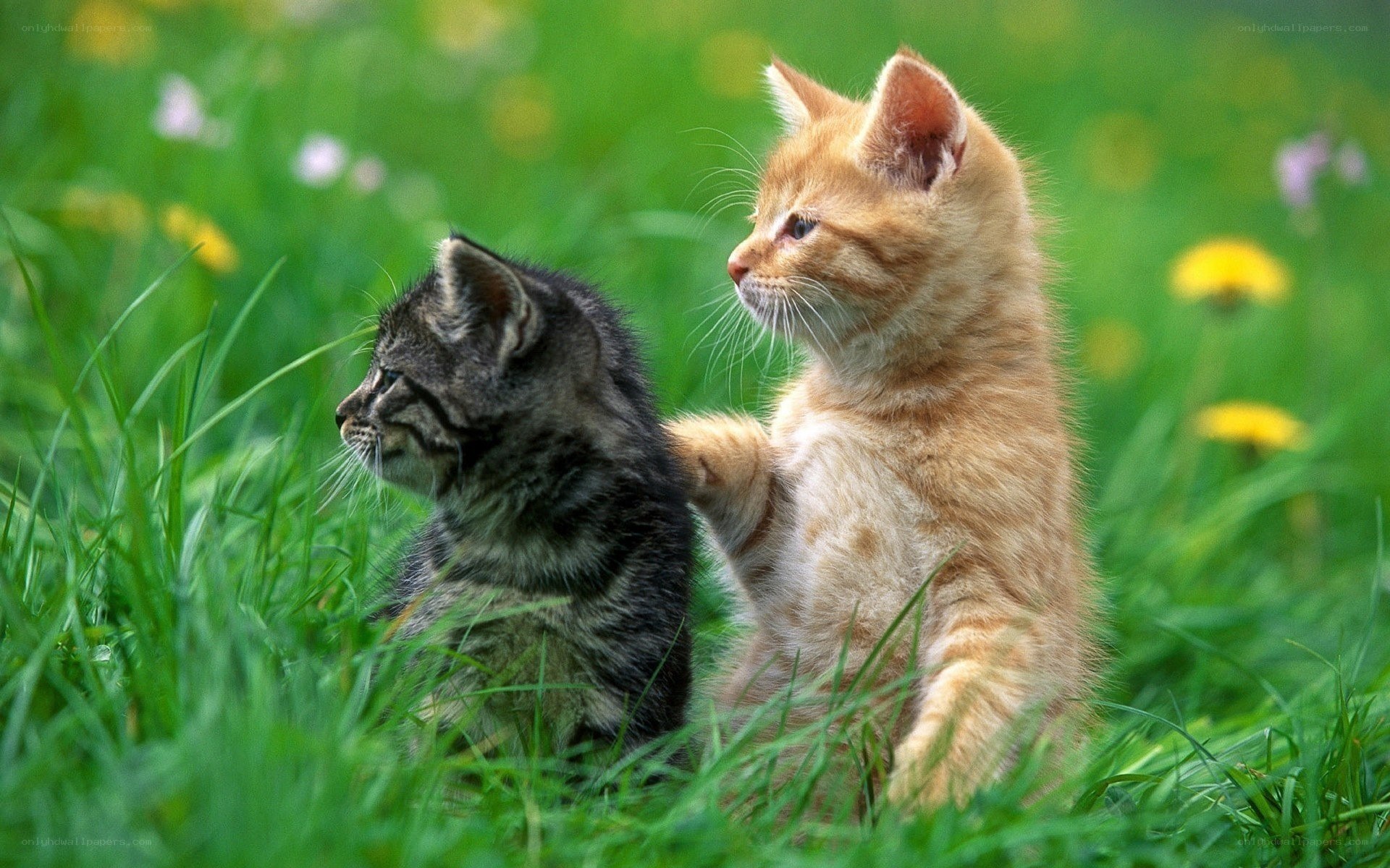 Two kittens in a grassy field