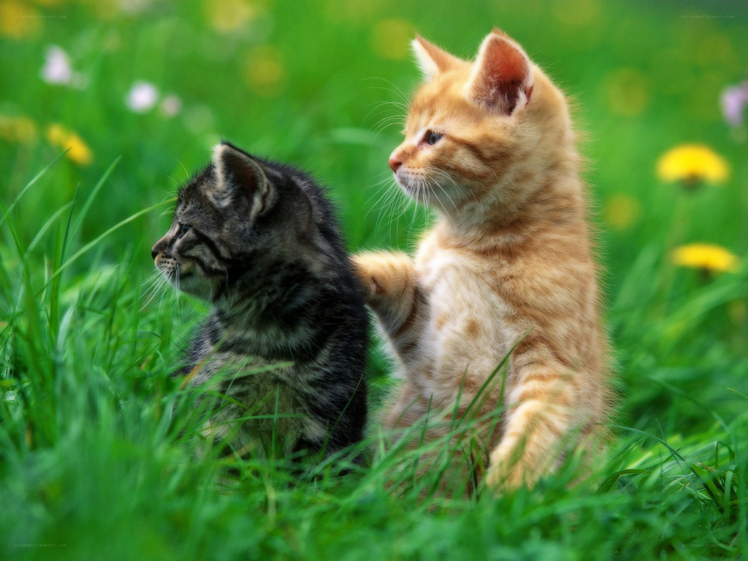 Two kittens in a grassy field
