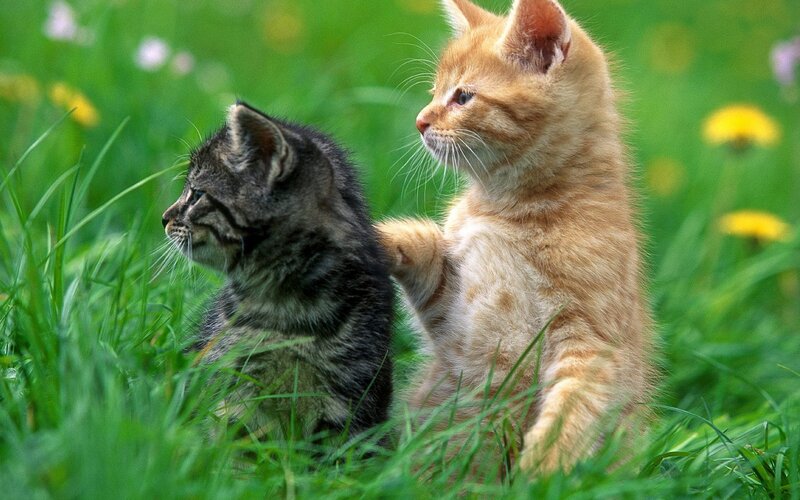 Two kittens in a grassy field